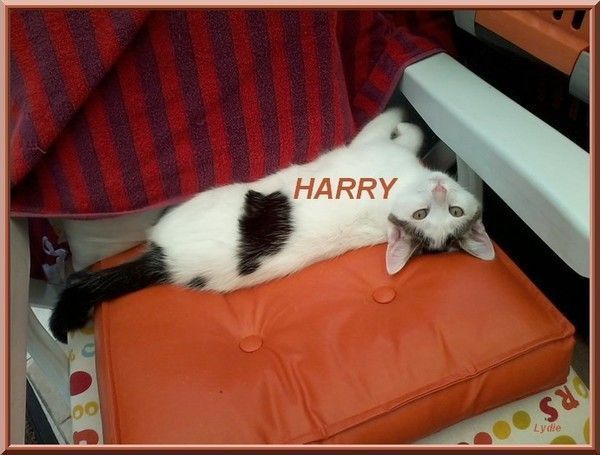 Je vous présente HARRY : un garçon