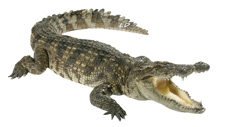 Crocodile animé : GIF animé transparent