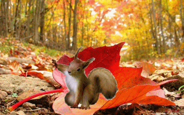 automne-ecureuil-lydie-petit.gif
