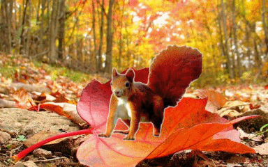 automne-ecureuil-petit.gif