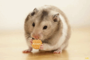 bon-appetit-hamster-PETIT.gif