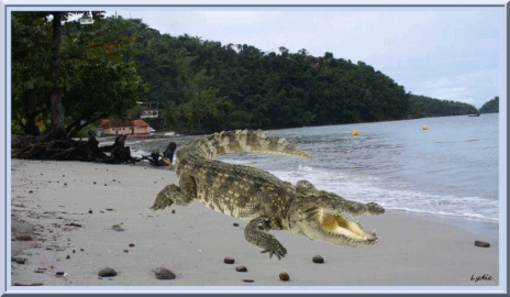 crocodile-sur-la-plage-petit.gif