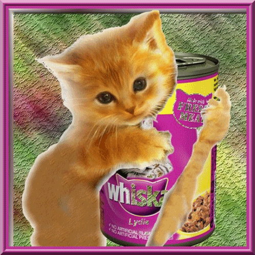Chat Whiskas Chat Whiskas