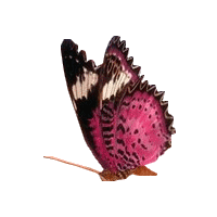 Papillon animé : GIF animé transparent