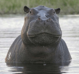 hippopotame-eau-petit.gif