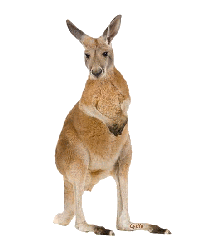 kangourou-saute-PETIT-gif-tr.gif