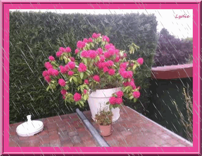 rhododendron-cadre-pluie.gif